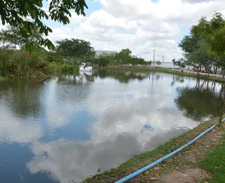 Enxame gigante de abelhas provoca fechamento de parque na Bahia