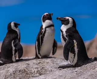 Espécie de pinguim é descoberta após cem anos e já corre risco de extinção