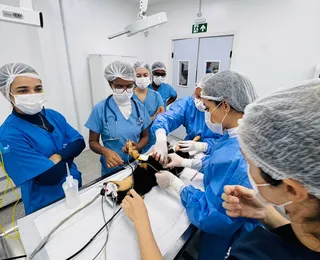Exames e consultas de graça para cadelas e gatas no Outubro Rosa Pet em Salvador
