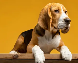 Fim da alergia a pets: nascem primeiros cães hipoalergênicos