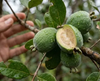 Fim da goiaba comum? Fruta conquista pelo sabor e facilidade em plantio