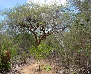 Fungos da Caatinga mostram potencial para biofungicidas resistentes ao calor no semiárido