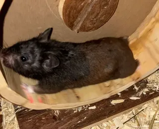 Hamster de 10 meses supera corredores humanos em distância semanal