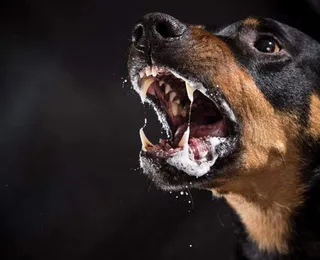 Idosa perde duas orelhas e fica em estado grave após ataque de cães
