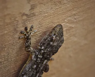 Lagartixas aparecem com frequência em casa por um motivo inusitado
