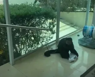 Macaco que morreu após invadir casas no Alphaville teve choque hemorrágico e traumatismo craniano