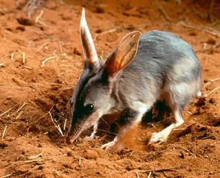 Mais de 10 espécies de animais desaparecidas reaparecem após 100 anos