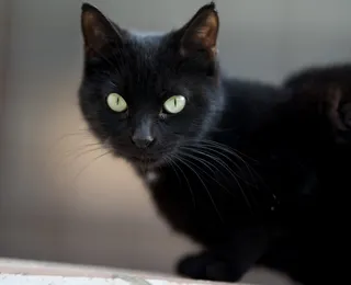 Mito secular no Halloween acende sinal vermelho para tutores de gatos pretos
