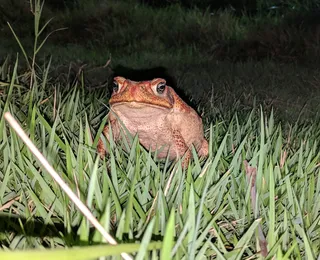 Muito além do coaxar: por que os sapos são importantes para a natureza