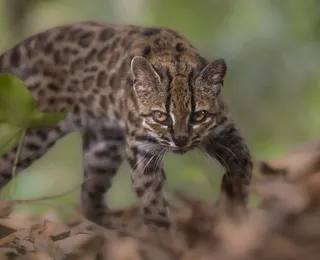 Nova espécie de felino é descoberta após mais de um século