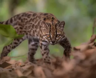 Nova espécie de gato selvagem é descoberta próximo ao Brasil