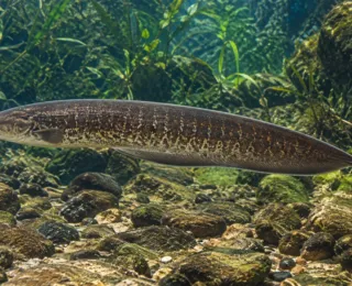 Peixe elétrico pode inspirar tecnologias a enxergar no escuro