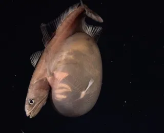 Peixe raro engole presa três vezes maior que o próprio corpo