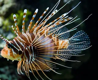 Peixe super-venenoso vira iguaria em restaurantes da Bahia