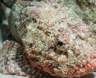Peixe venenoso vive em praias do Brasil e usa camuflagem para emboscar presas