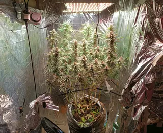 Polícia Civil encontra estufa para cultivo de maconha na Bahia