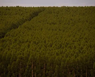 Produção florestal da Bahia cai pela 1ª vez e fecha R$ 1,9 bi em 2025