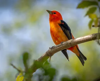 Qual pássaro tem o canto mais bonito? Estudo revela