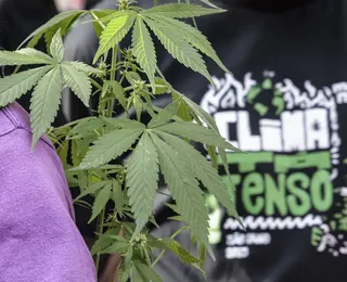 Seis em cada dez flagrantes por drogas viram prisão preventiva