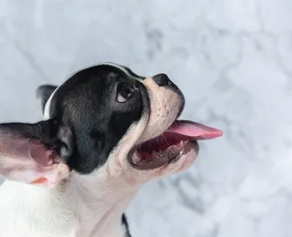 Seu cachorro tem mau hálito? Este pode ser um sinal de alerta