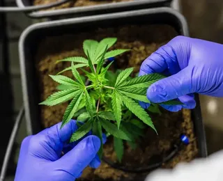 Som alto leva à descoberta de plantação de maconha escondida em banheiro na Bahia