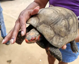 Ter animal silvestre em casa sem licença é crime