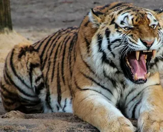 Tigre ataca homem dentro de zoológico; veja o que aconteceu
