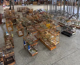 Torneio irregular com mais de 90 pássaros é interrompido em Salvador