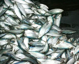 Três espécies de peixes correm risco de extinção no Brasil