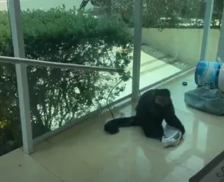 Vídeo: Macaco de ex-deputado foge e mobiliza moradores em Salvador