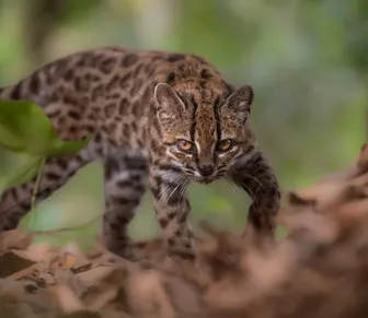 Nova espécie de gato selvagem é descoberta próximo ao Brasil