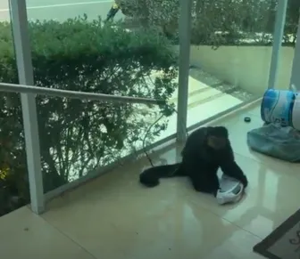 Vídeo: Macaco de ex-deputado foge e mobiliza moradores em Salvador