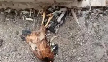 Cães invadem propriedade rural e matam cerca de 37 aves na Bahia