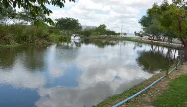 Enxame gigante de abelhas provoca fechamento de parque na Bahia