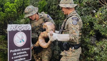 Jiboia de dois metros é resgatada dentro de condomínio em bairro nobre de Salvador
