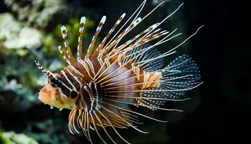 Peixe super-venenoso vira iguaria em restaurantes da Bahia