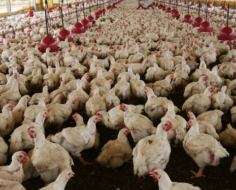 Brasil identifica caso de doença grave causada por frango - Imagem