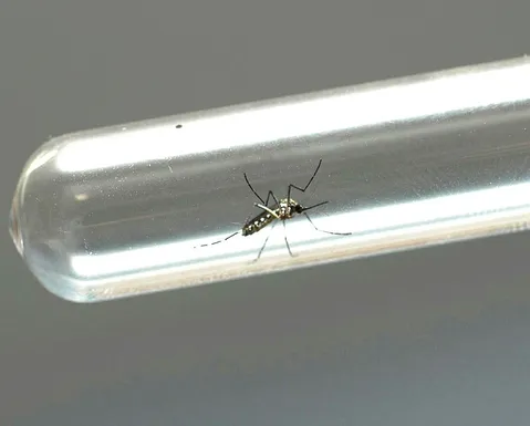 Chikungunya crônica: por que as dores podem durar anos