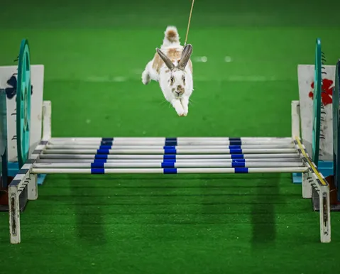 Coelhos atletas brilham em campeonato de saltos - Imagem