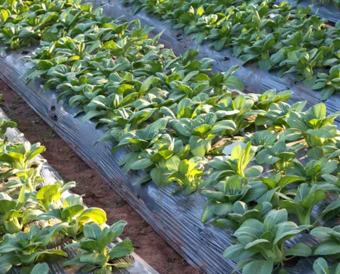 Da fábrica ao campo: entenda como o plástico está salvando alimentos - Imagem