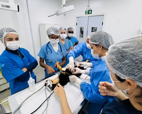 Exames e consultas de graça para cadelas e gatas no Outubro Rosa Pet em Salvador