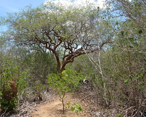 Fungos da Caatinga mostram potencial para biofungicidas resistentes ao calor no semiárido