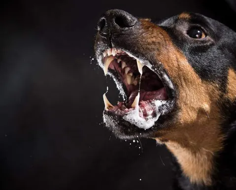 Idosa perde duas orelhas e fica em estado grave após ataque de cães