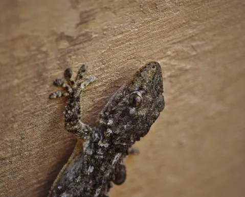 Lagartixas aparecem com frequência em casa por um motivo inusitado