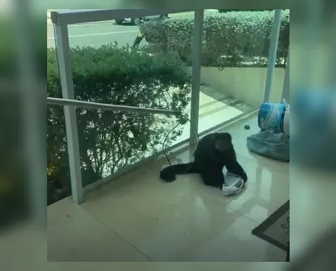 Macaco que morreu após invadir casas no Alphaville teve choque hemorrágico e traumatismo craniano - Imagem