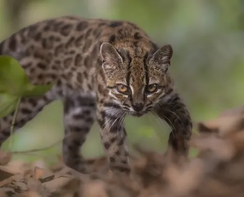 Nova espécie de felino é descoberta após mais de um século