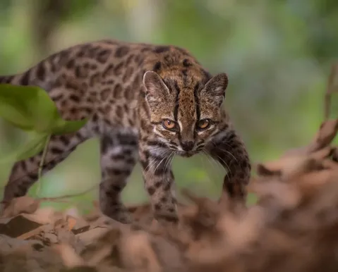 Nova espécie de gato selvagem é descoberta próximo ao Brasil