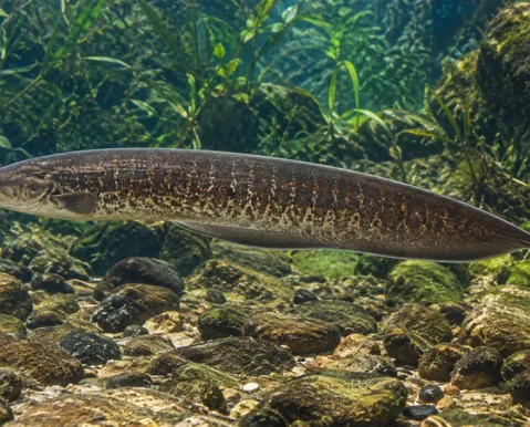 Peixe elétrico pode inspirar tecnologias a enxergar no escuro - Imagem