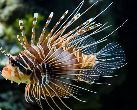Peixe super-venenoso vira iguaria em restaurantes da Bahia - Imagem