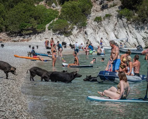 Porcos no mar: veja imagens de praia paradisíaca que viralizou